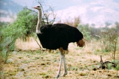 Africká savana. Foto (c) Tomáš Hajnyš
