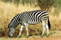 Africká savana. Foto (c) Tomáš Hajnyš
