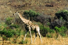 Africká savana. Foto (c) Tomáš Hajnyš