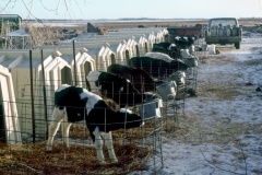 Na mléčné farmě v USA. Foto (c) Tomáš Hajnyš