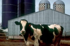 Na mléčné farmě v USA. Foto (c) Tomáš Hajnyš