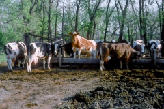 Na mléčné farmě v USA. Foto (c) Tomáš Hajnyš
