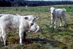 Hospodaření na biofarmě v Německu a na mléčné farmě v USA. Foto (c) Tomáš Hajnyš