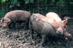 Hospodaření na biofarmě v Německu a na mléčné farmě v USA. Foto (c) Tomáš Hajnyš